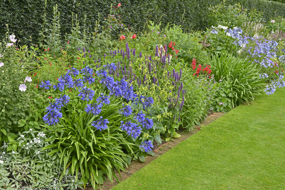 Conseils pour planter et entretenir des agapanthes